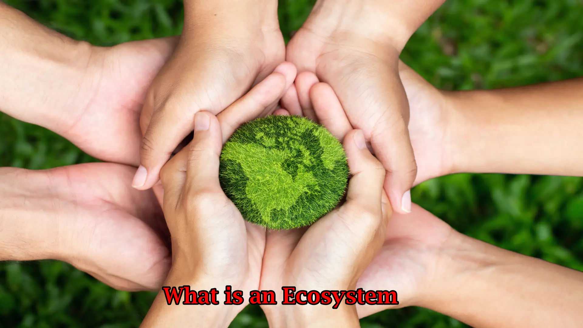 Learn about the definition, components, types, and importance of conserving ecosystems.
